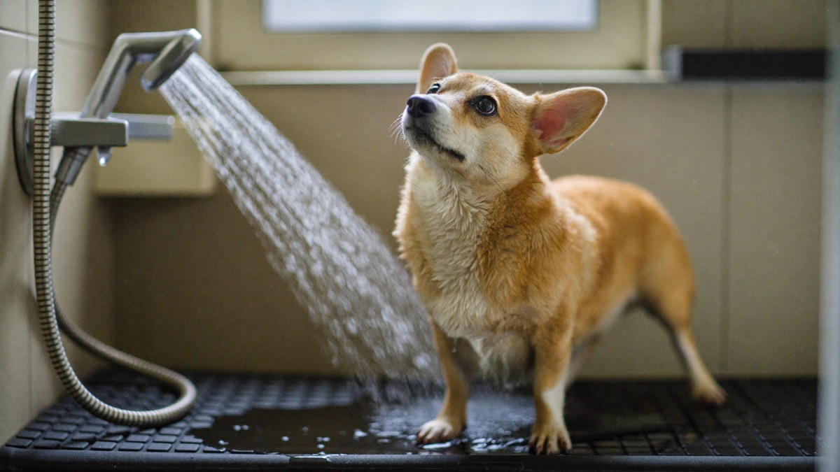 Dog Scared of Baths? It's Usually the Slipping, Not the Water