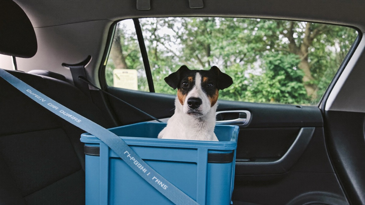 Dog Scared of Car Rides? Untangling Motion Sickness from Fear