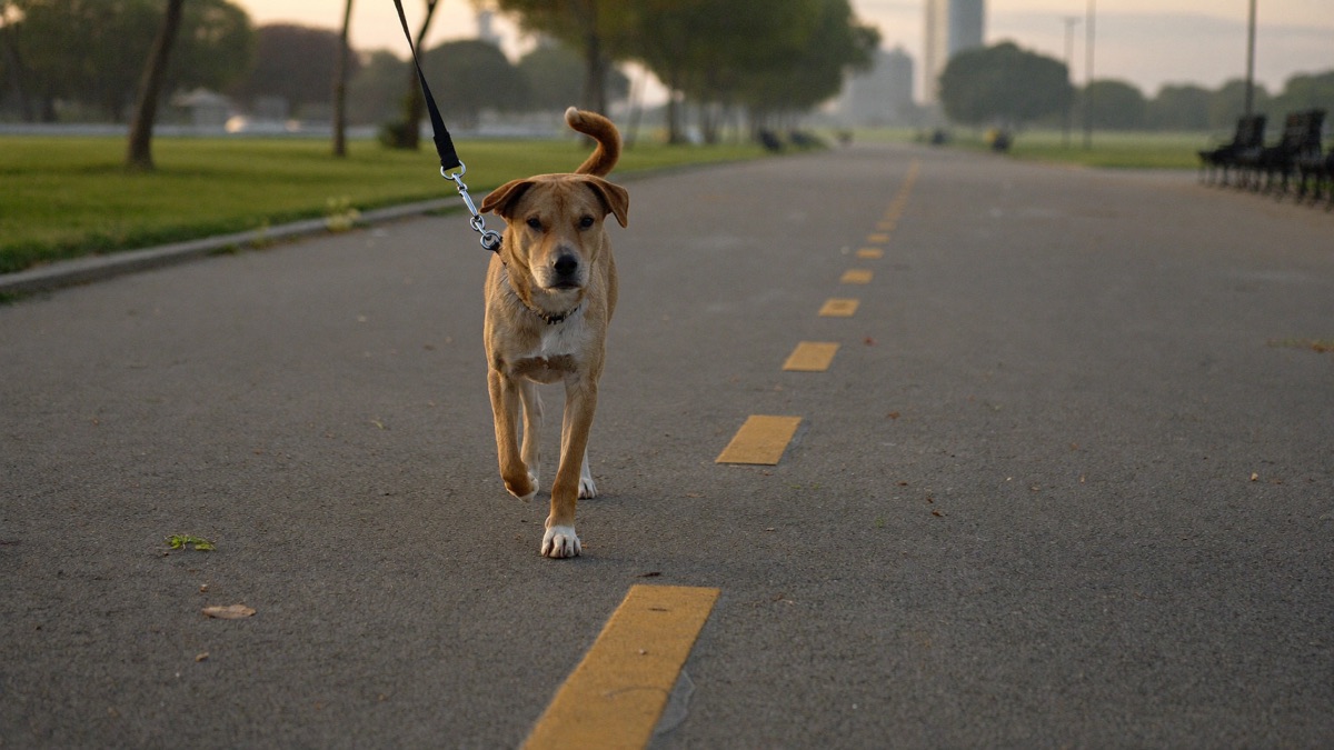 Quiet-hour routes and space from the playground turn daily walks into training reps instead of setbacks