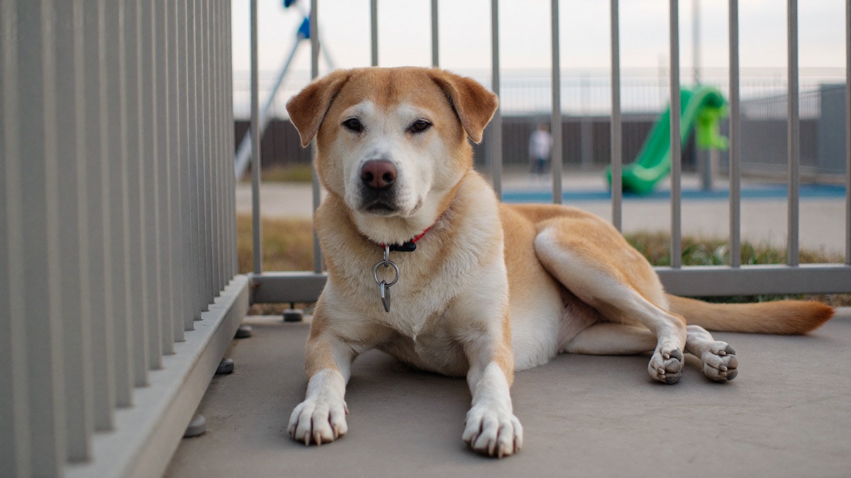 Dog Scared of Children: A Safety-First Plan for Families