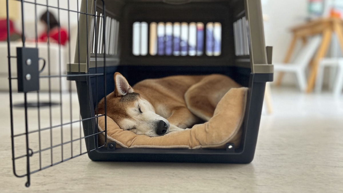 Dog Scared of the Crate: Rehabilitating Crate Fear Without Force