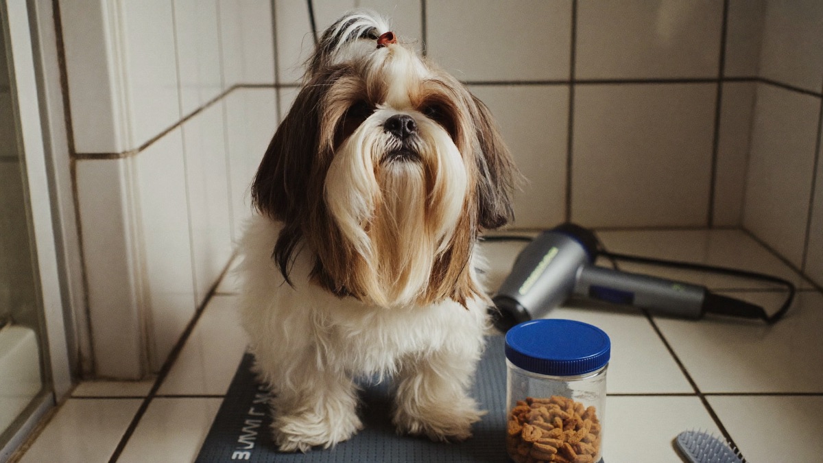 A patient groomer earns consent one handful of treats at a time — short sessions beat forced marathons