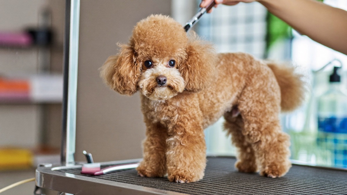 Dog Scared of the Groomer? Fixing Dryer and Clipper Fear for Good
