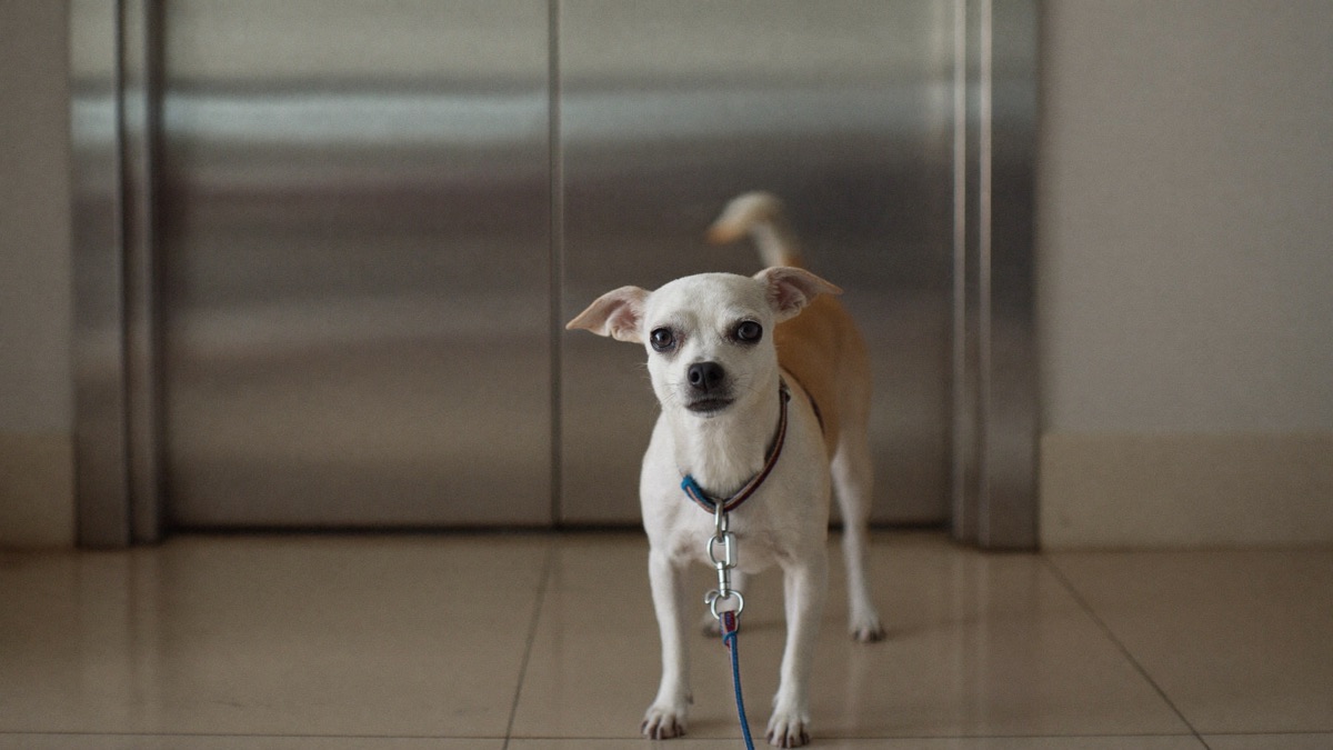 Dog Scared of Lifts? An HDB Training Plan That Actually Works