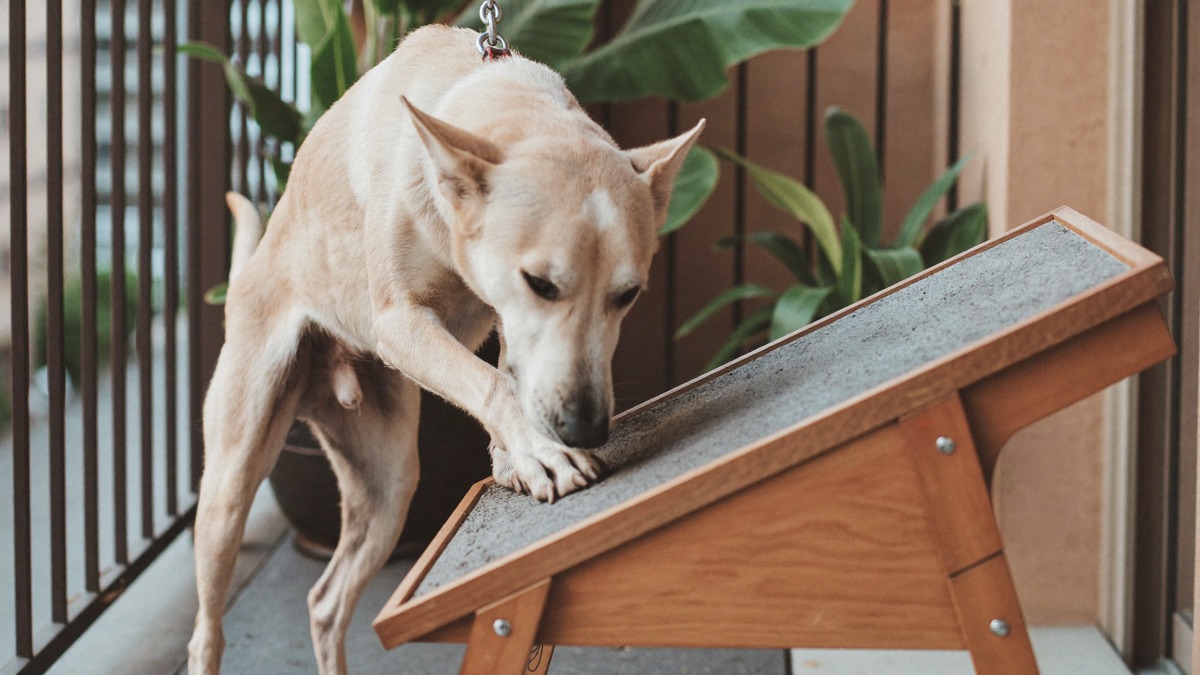 Scratchboard session on the balcony: the dog files its own front nails and thinks it's a game