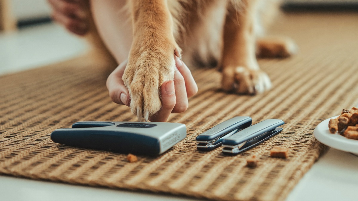 Dog Scared of Nail Trims? The Paw-Handling Ladder That Actually Works