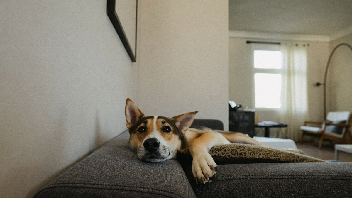 Dog Scared of Drilling Noise? Surviving HDB Renovation Season