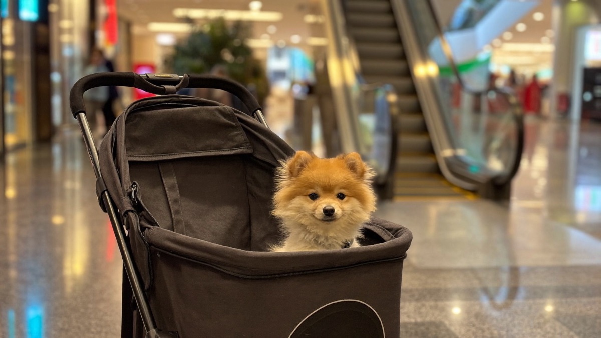 Small dogs ride escalators in arms or a stroller — paws never touch the moving treads