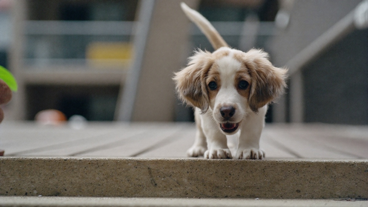 Dog Scared of Stairs or Escalators? Causes and a Gentle Fix