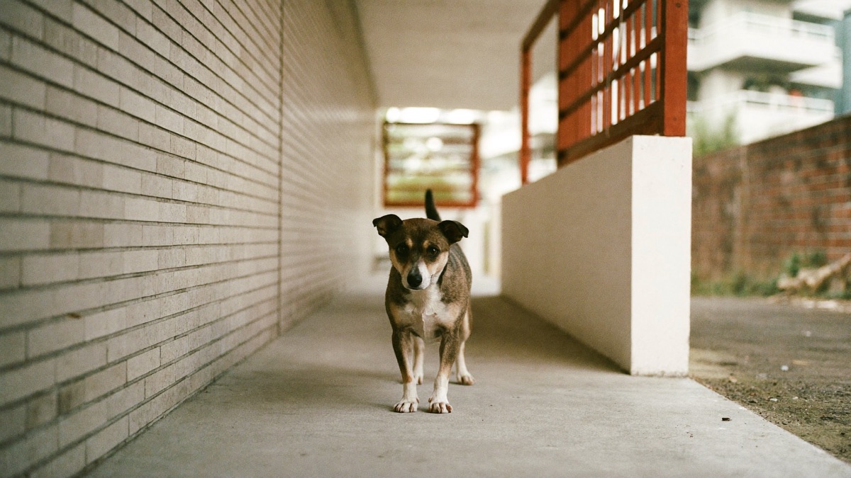 Dog Scared of Strangers: The Visitor Protocol That Actually Works