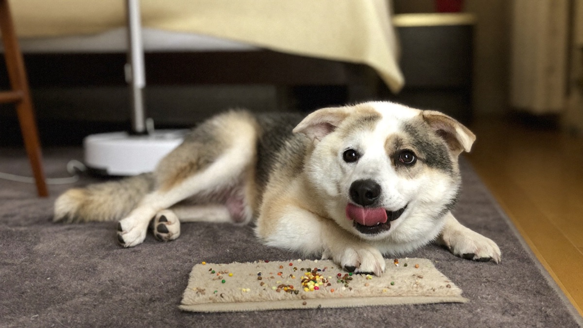 On cleaning day, the dog's job is a lick mat behind a closed door — not a front-row seat