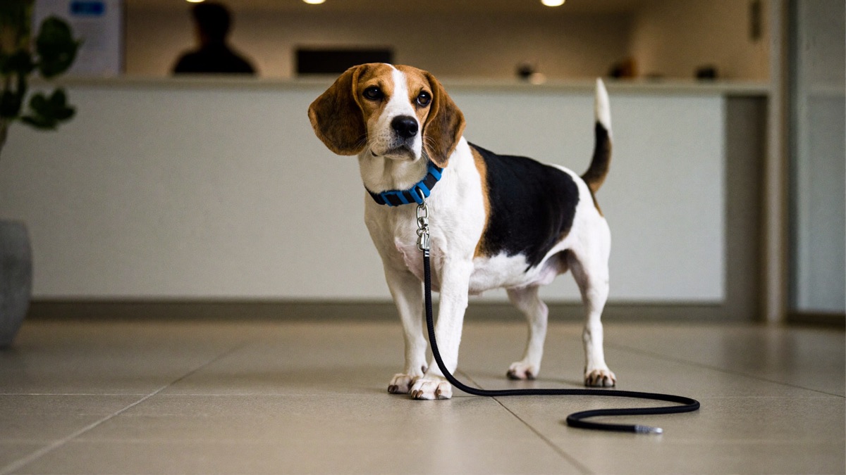 Dog Scared of the Vet? How to Turn Clinic Dread into Happy Visits