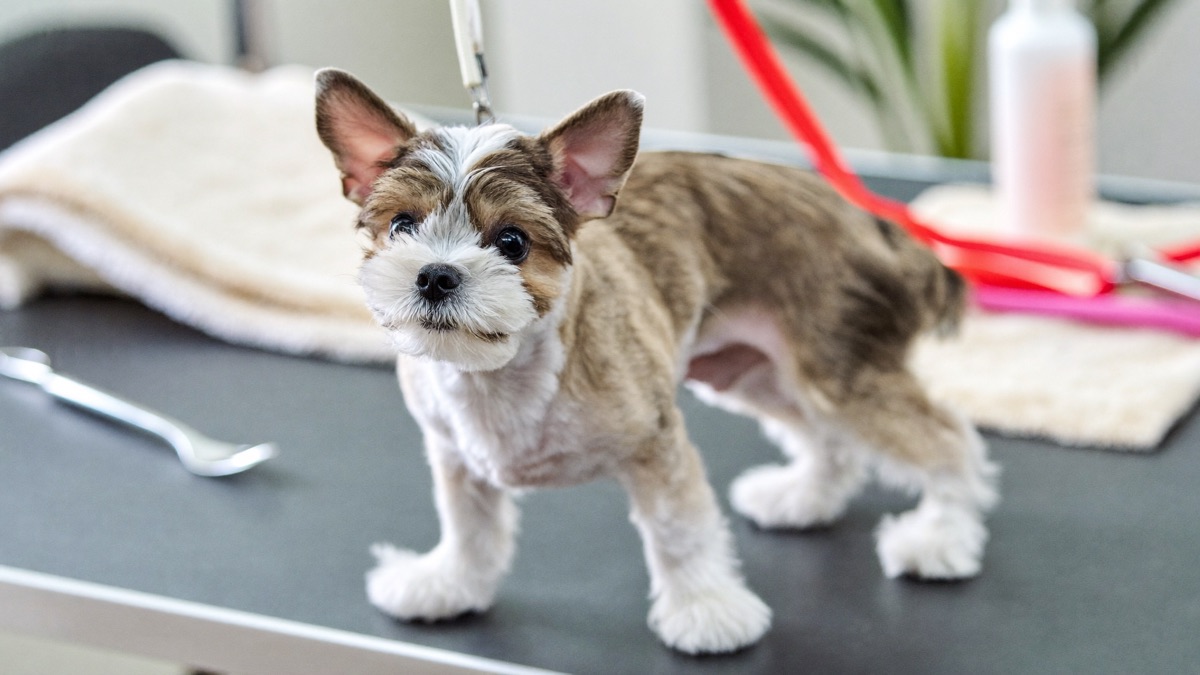 A quick check under the tail after grooming day — clipper rash is the third classic reason dogs suddenly start scooting