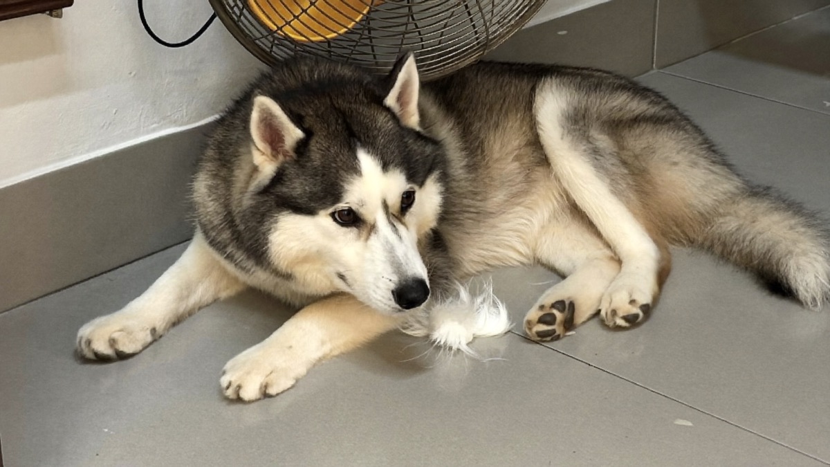 Heavy-coated breeds in the tropics drop undercoat every month of the year