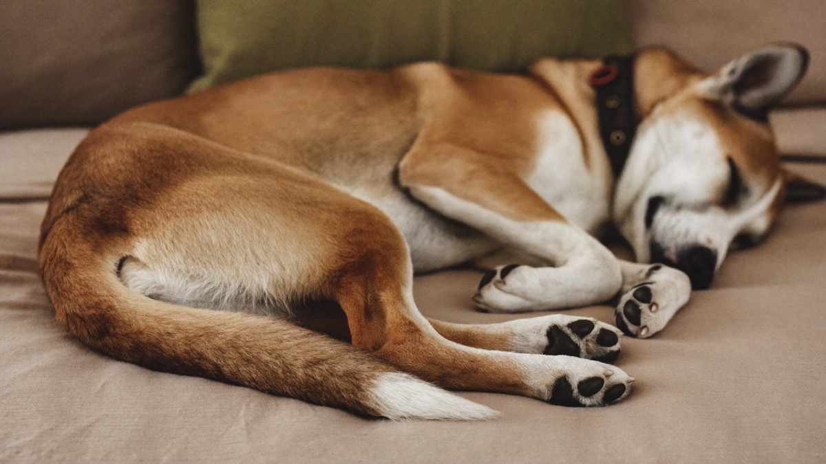 Positions signal state, not personality — mostly how warm and safe a dog feels