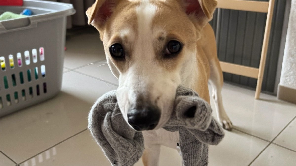 Dog Stealing Items: How to Retire the Sock Thief Without a Chase