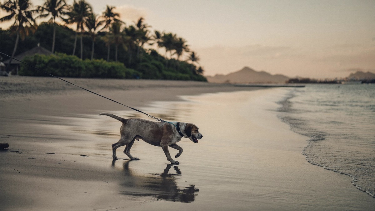 Golden hour on a leash: beach swims in Singapore are a leashed affair