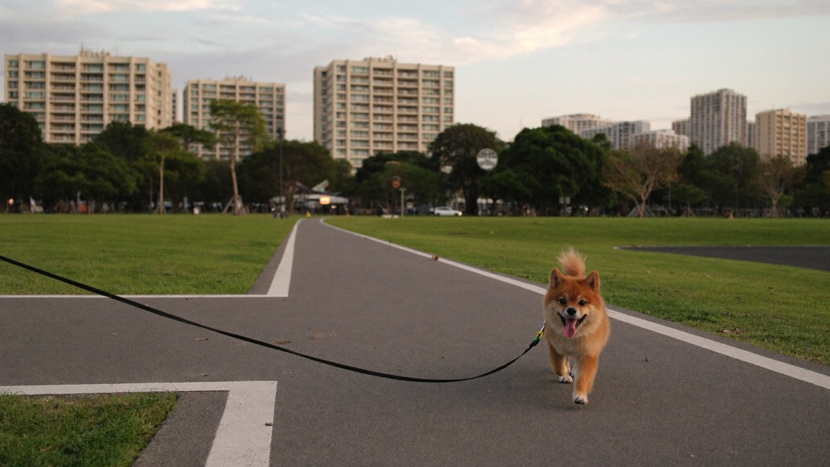 An evening walk in the park connector — tails doing the talking