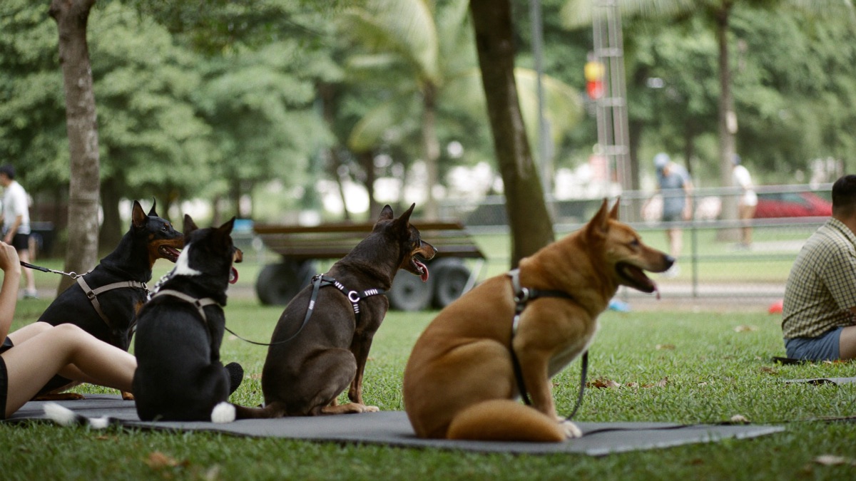 A group class in session — controlled exposure to other dogs is half the value
