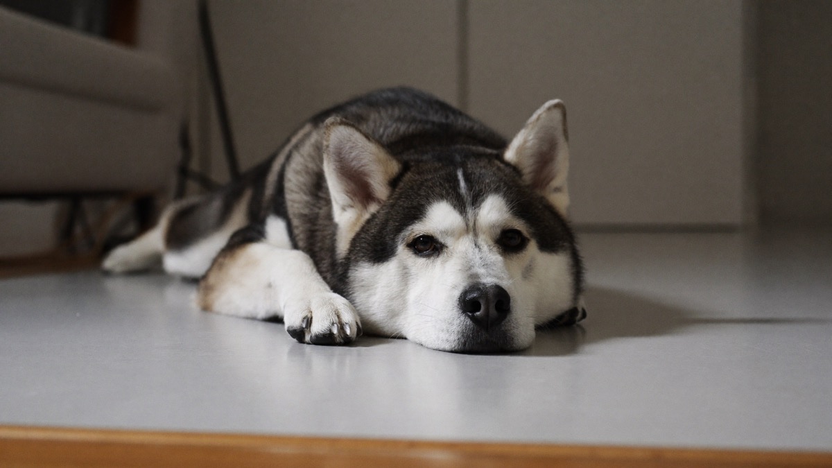 A bright, hungry dog after a single yellow-foam vomit is usually fine to monitor