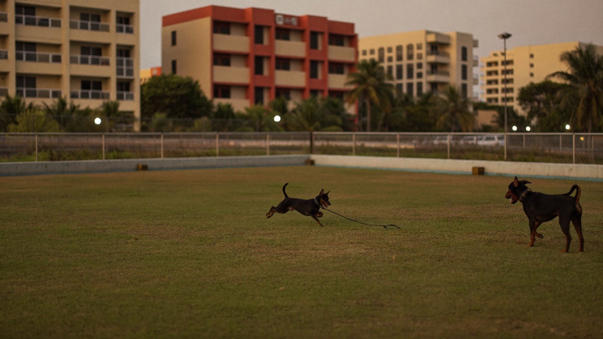 Evening energy burn at a dog run — better out here than around the coffee table