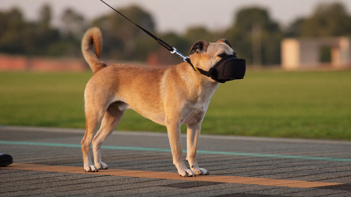 Fear Aggression in Dogs: The Growl-Snap-Bite Ladder Explained