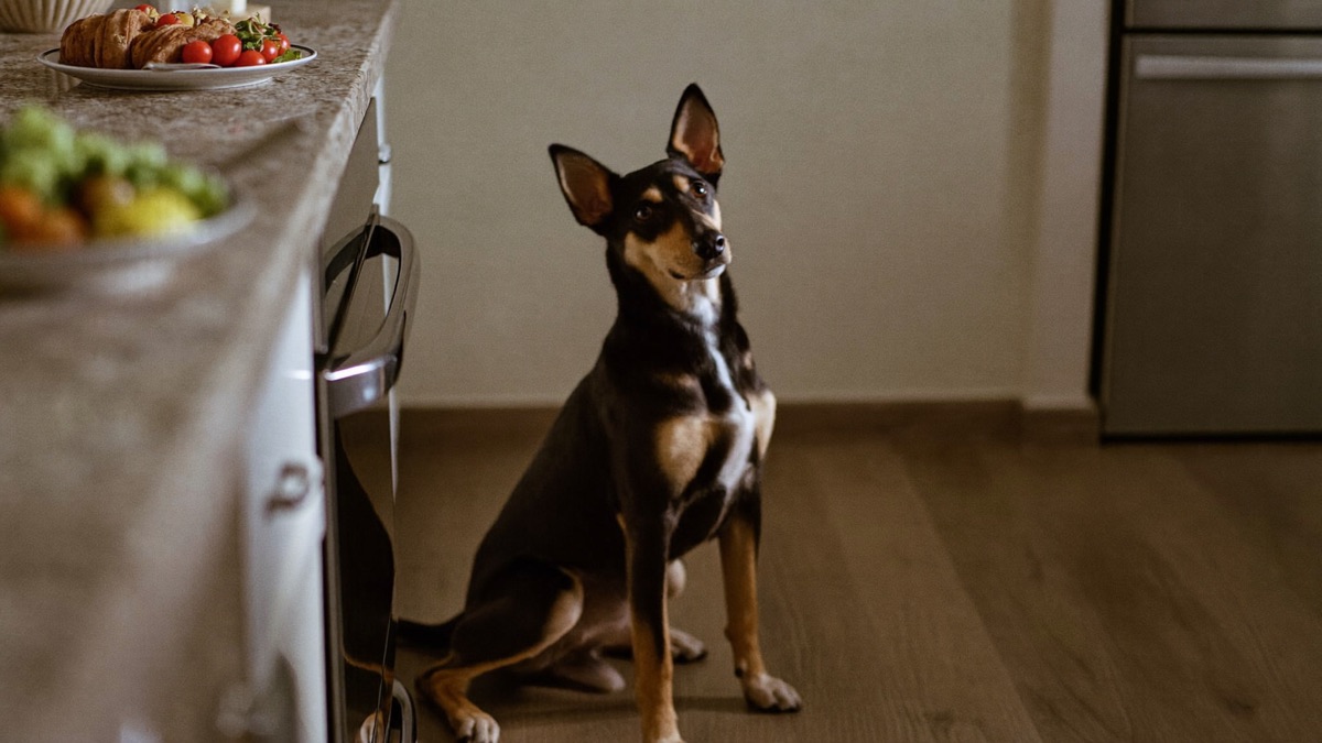 A dog trained to wait away from the counter is the best poisoning prevention in any kitchen