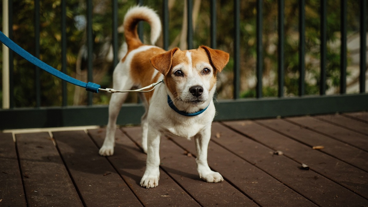 Most Singapore foster dogs are small-to-medium local rescues suited to flat living