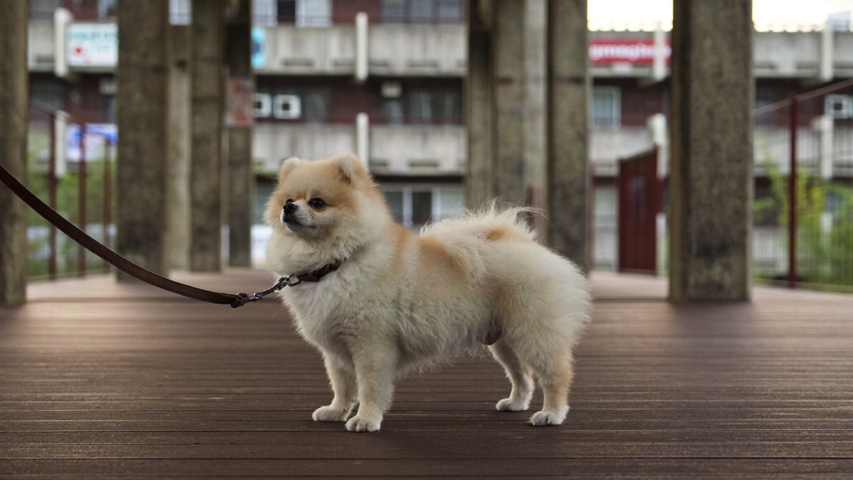 Leashed and licensed: daily life for an HDB-approved dog starts at the void deck