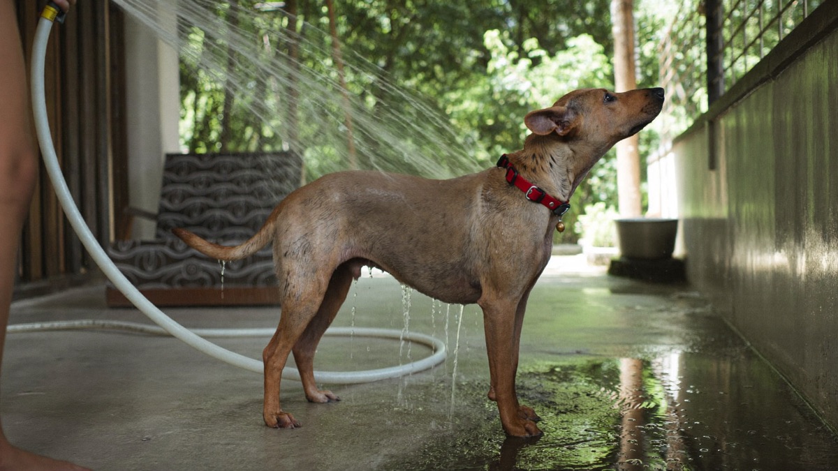 Tepid running water over the body in shade cools an overheated dog far better than ice or wet towels