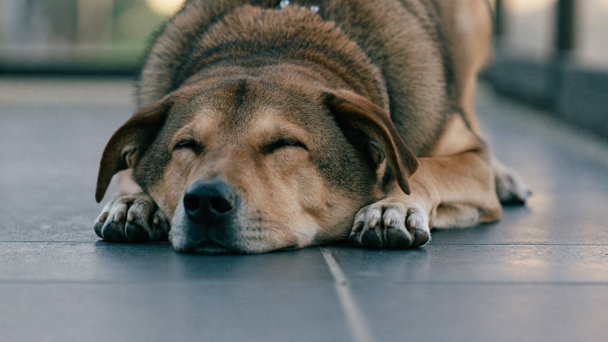 Sleeping through the hottest hours is smart thermoregulation, not laziness