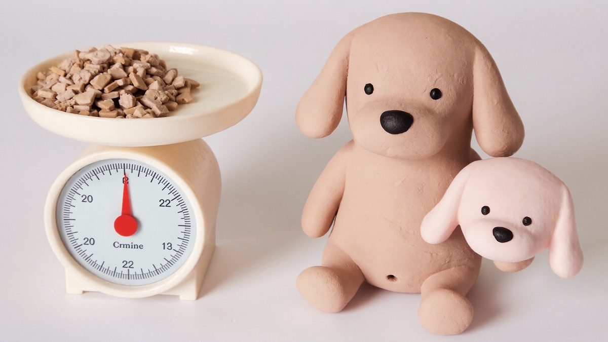 Feeding the right amount means balancing the kibble in the bowl against a body shape with a visible waist
