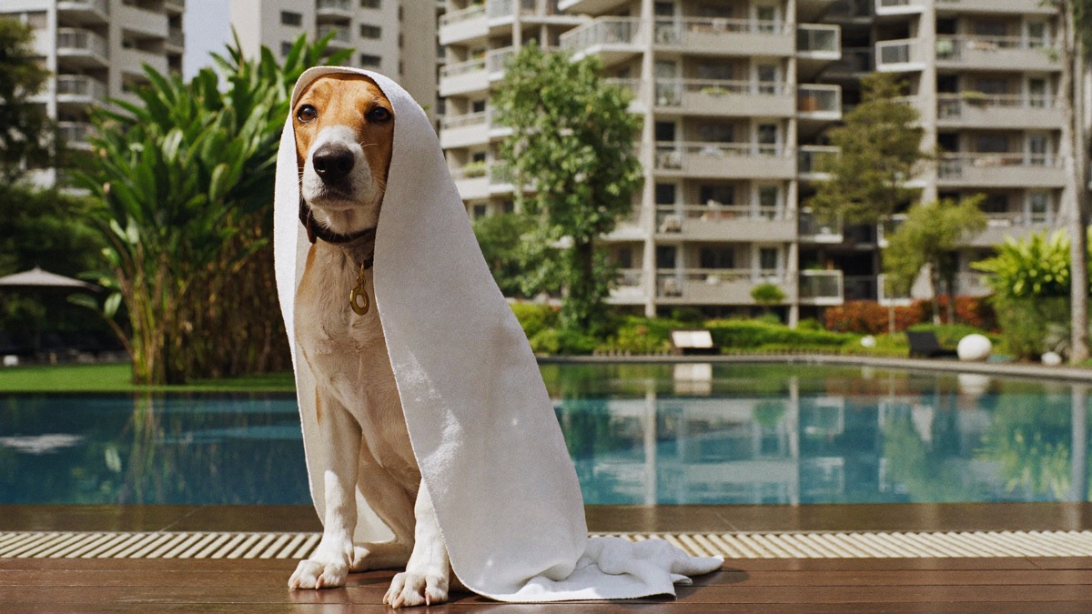 After a swim, towel-drying the ears is the cheapest ear infection prevention there is