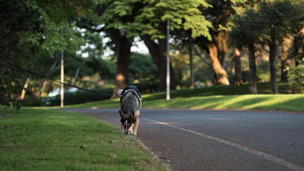 A slow sniffing walk drains more barking fuel than a fast loop around the block