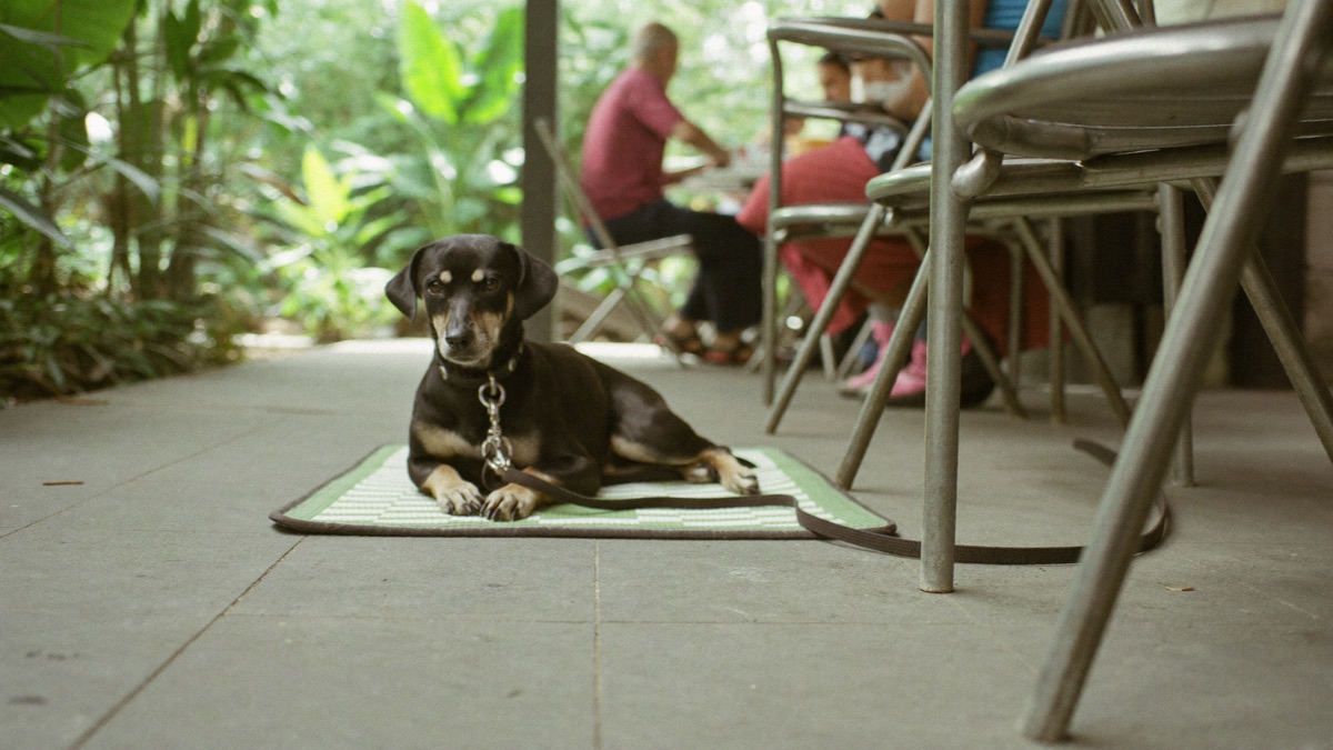 The mat travels: settled beside the table at dog-friendly outdoor seating, chew in progress, nobody's meal harassed