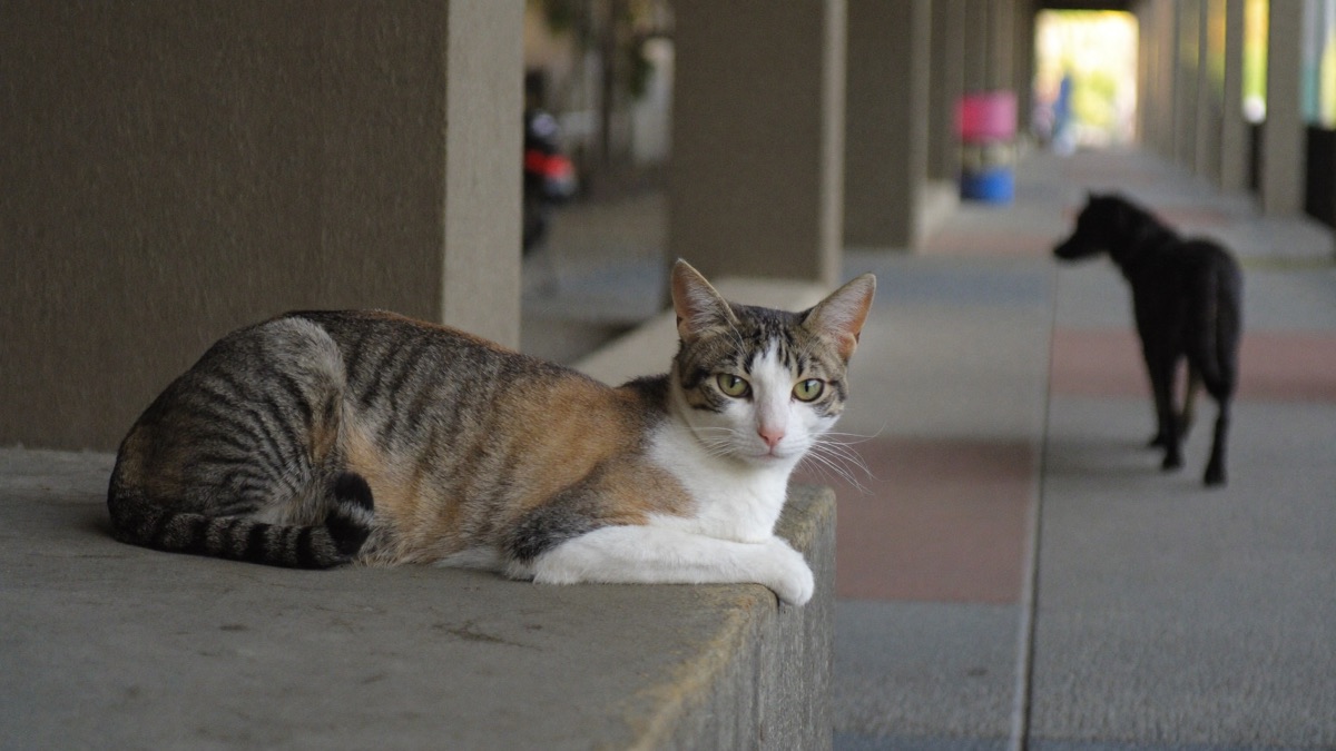 Void deck cats are predictable training partners — from the far side, on leash, at a distance your dog can think at