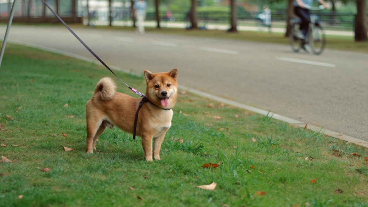 Fixed short lead, dog on the verge side, traffic given room — the boring setup that prevents the expensive accident
