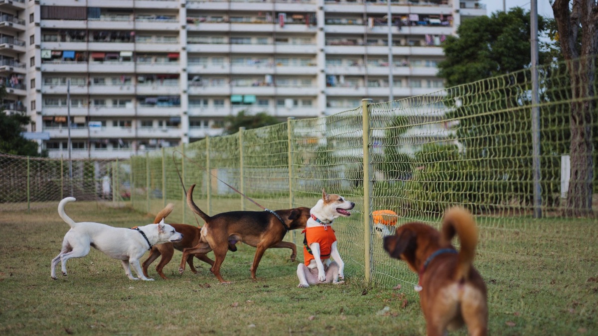 The dog run is where stacked excitement spills over — interrupt early and give the dog a breather