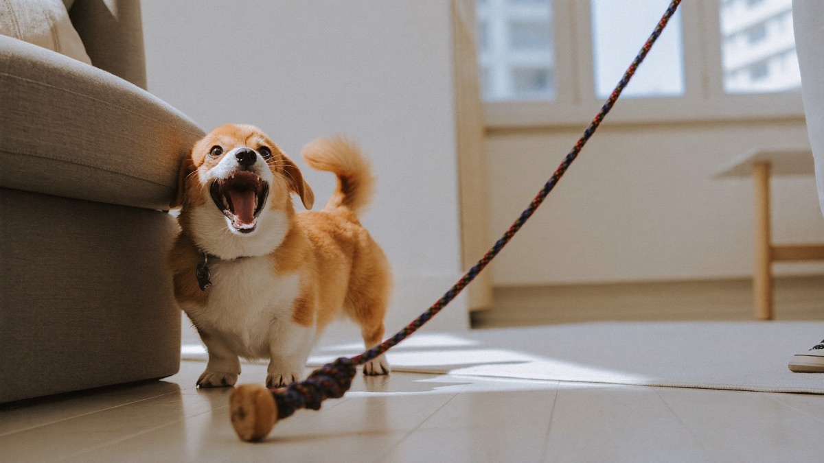 How to Stop Dog Humping: Arousal, Not Dominance