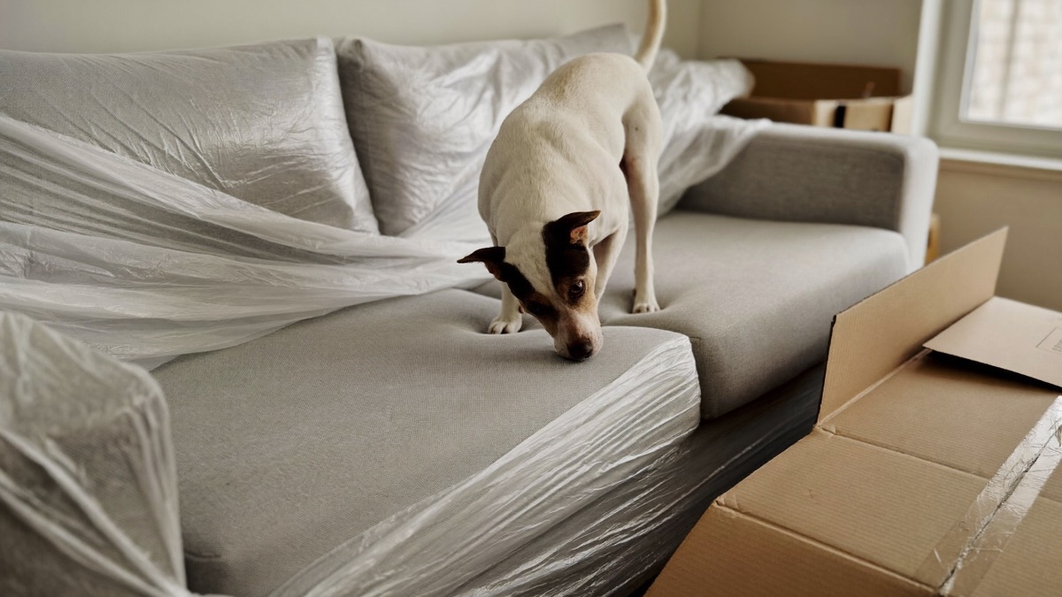 New furniture day is prime marking season — supervise the first few days around anything that smells foreign