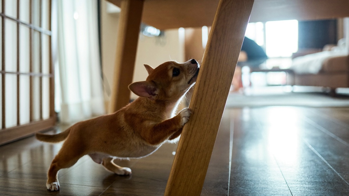 How to Stop Dog Marking Indoors: Signal, Not Accident