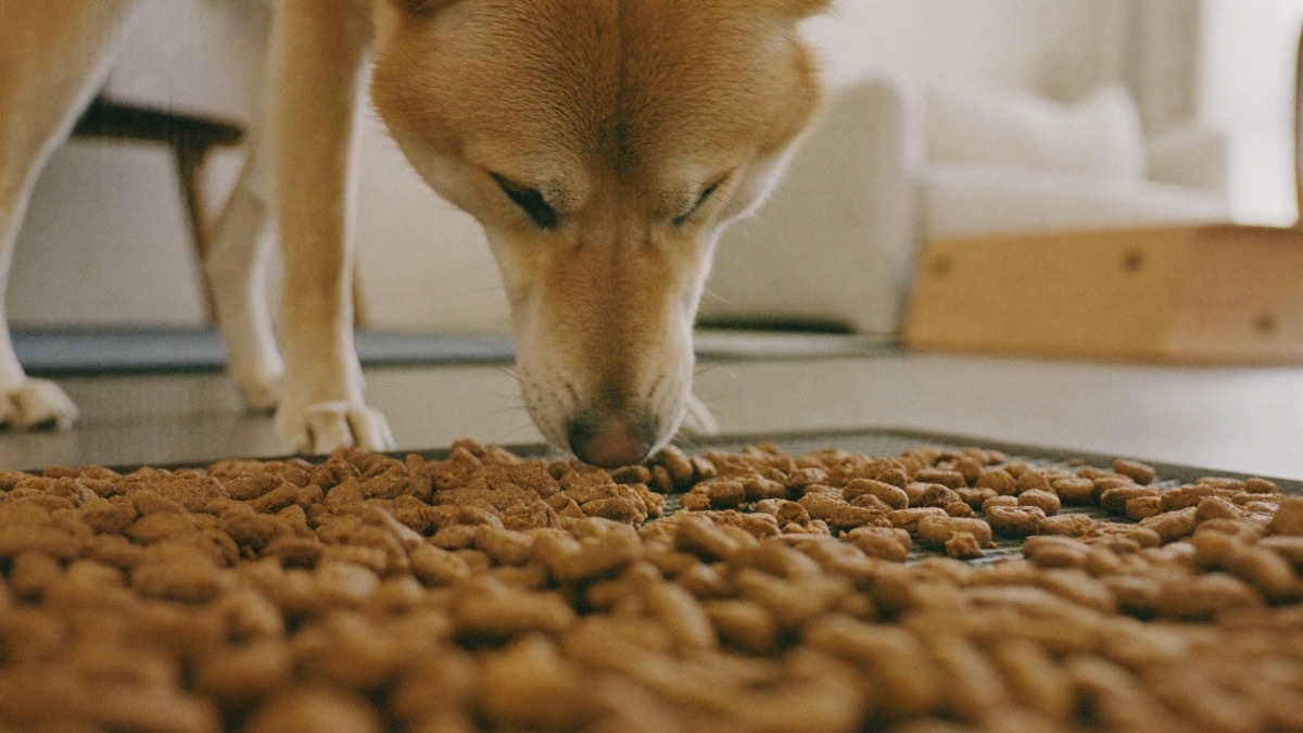 Legal foraging: a snuffle-mat meal at home takes the shine off the street buffet