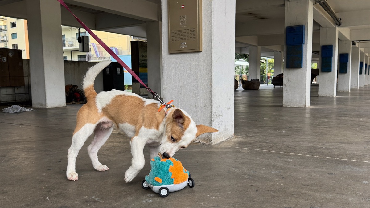 The pocket tug comes out at the flashpoints — clip-on, lift lobby, first grass — before the leash ever gets grabbed