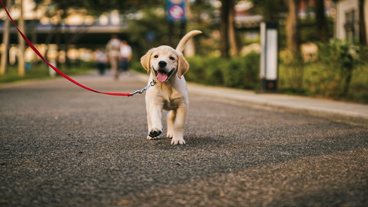 How to Stop Leash Biting: Go Limp, Redirect, Carry a Tug