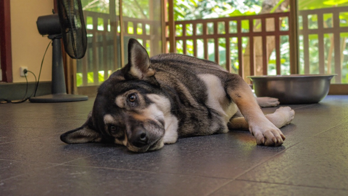 In the tropics, a hot lethargic dog needs one question answered first: was it just out in the heat, or has it been resting indoors?