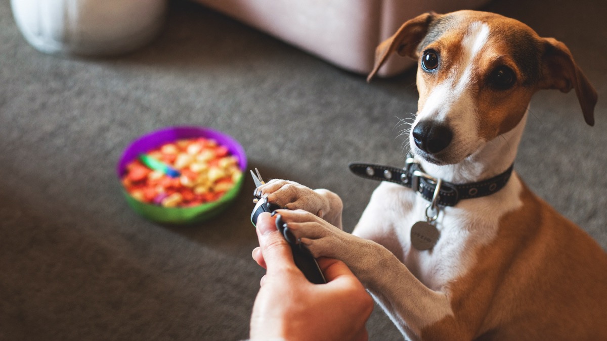 Reward after every paw — one paw per session is fine for a nervous dog