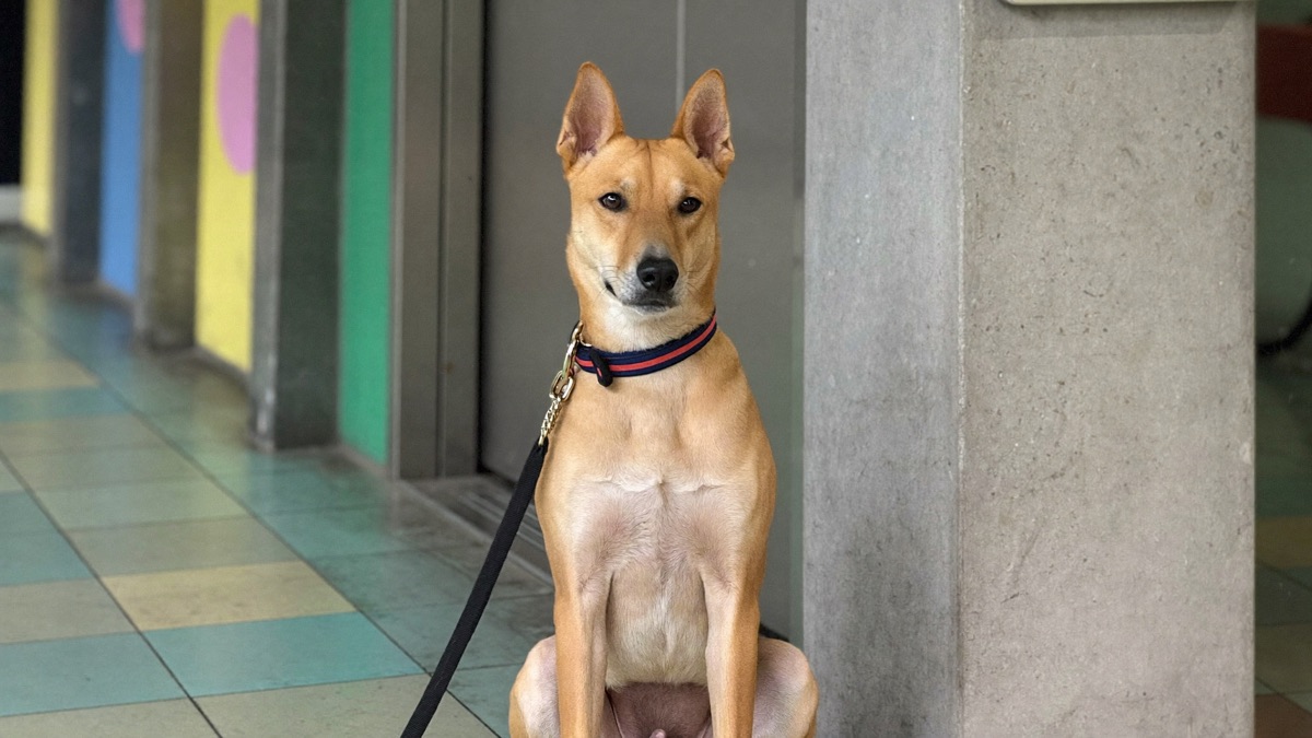 Door rehearsal: leash clipped, guest briefed, dog earning the greeting with four paws down