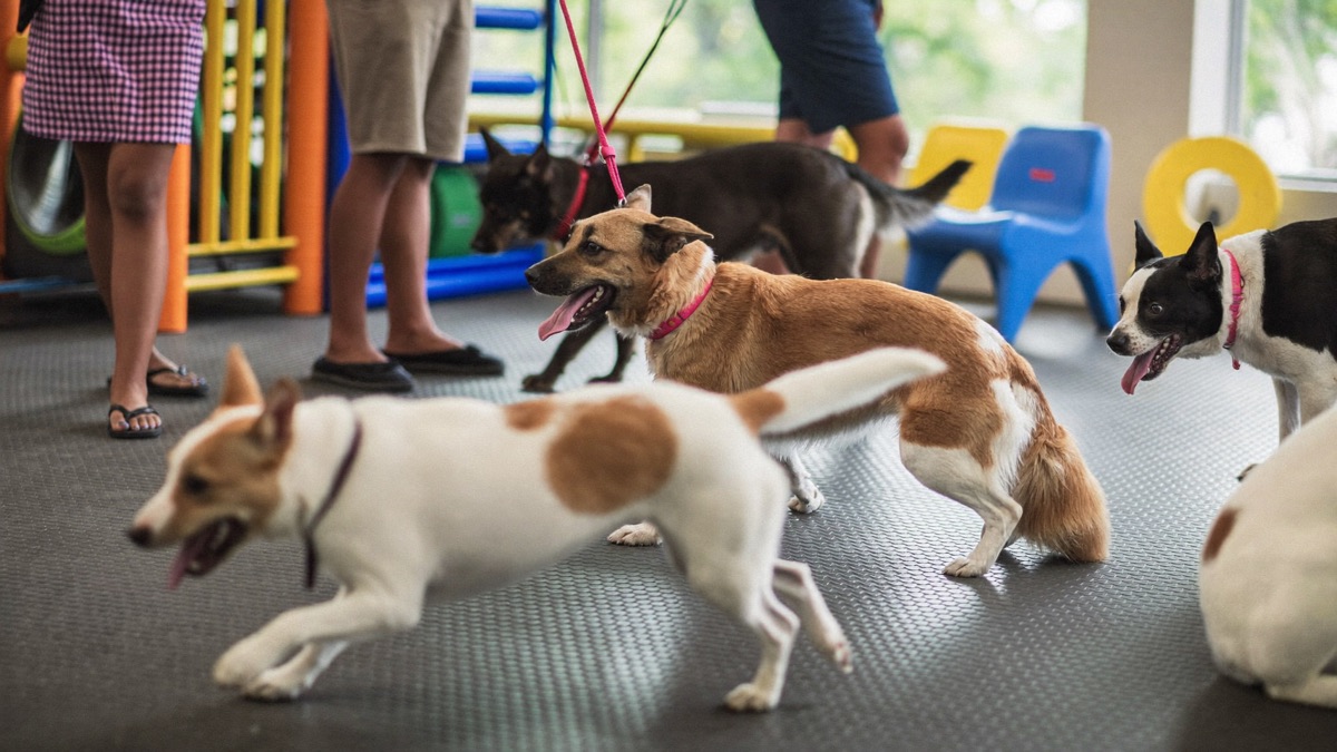 Shared air, shared toys, shared bowls — daycare playrooms are exactly where kennel cough trades hands