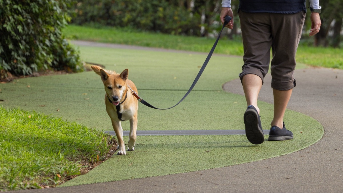 The goal in practice: a relaxed dog and a leash hanging slack on an ordinary park walk