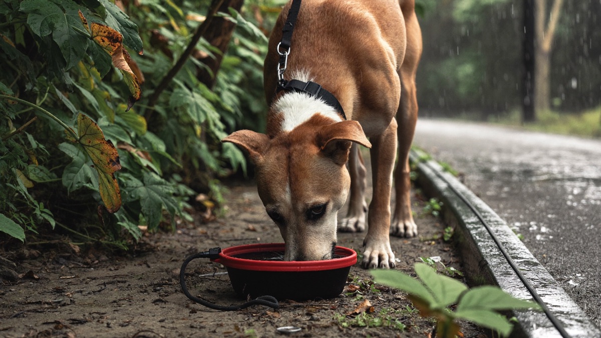 Carrying clean water on walks removes the temptation to drink from puddles and drains